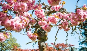 close up view of pink flowers on branches of sakur 2023 11 27 05 34 07 utc Novozámocký Majáles osvieži všedné mestské dni